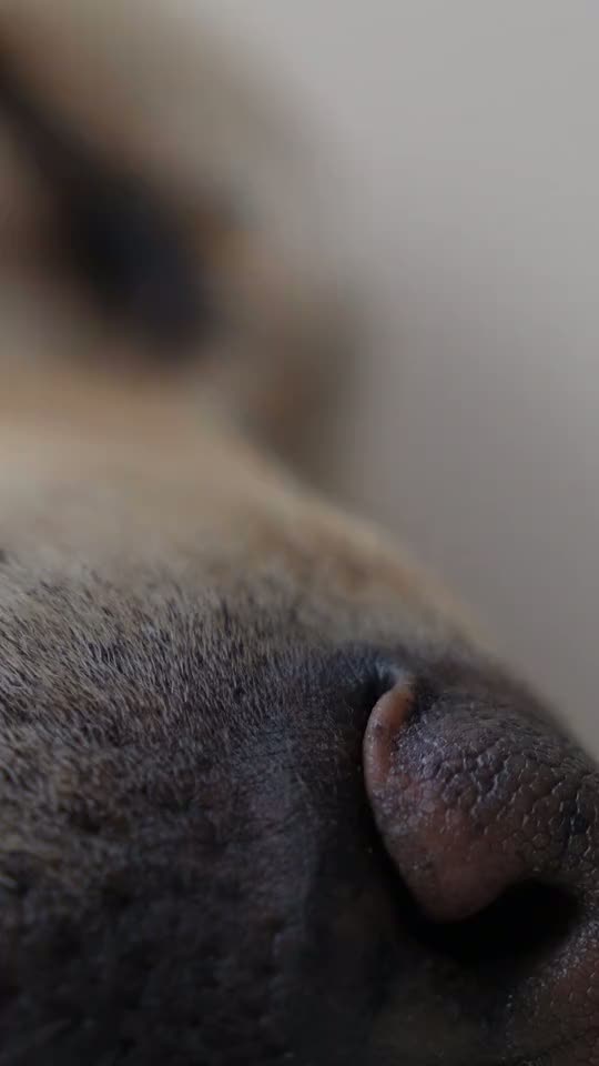 Wonderland sleep sounds app: Sleeping Dog
